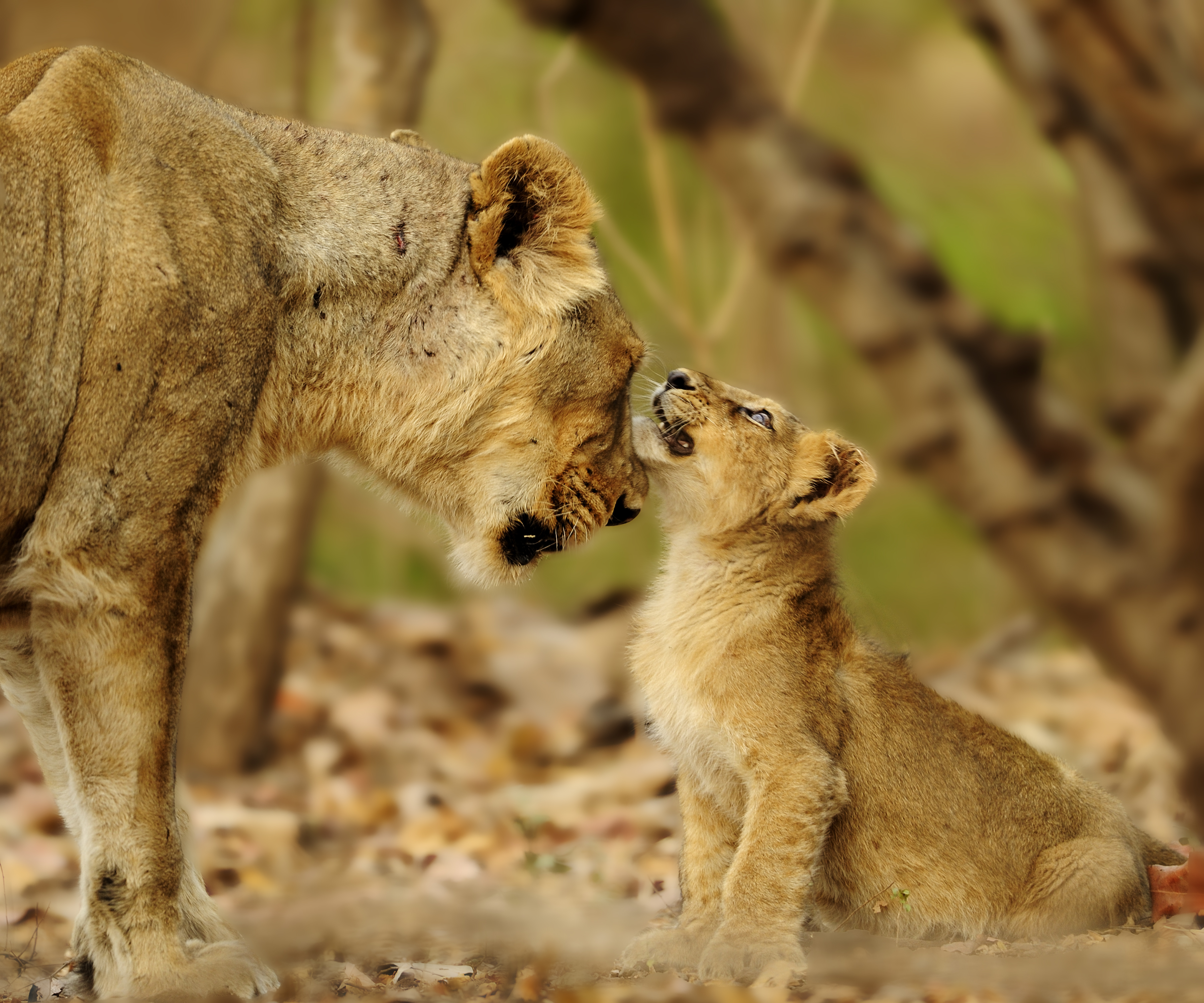 Lion fight